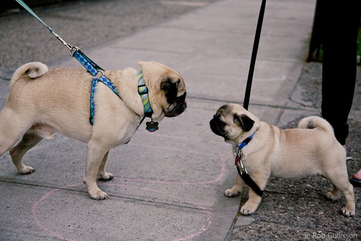 PUG SLOPE » Blog Archive » Close Encounters of the Pug Kind