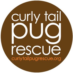 Curly Tail Pug Rescue