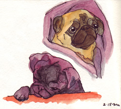 Pug Portraits